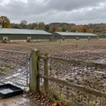Pierwsze w tym sezonie ognisko ptasiej grypy w Anglii – farmerka z Northumberland straciła 32 000 kur niosek