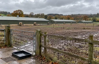 Pierwsze w tym sezonie ognisko ptasiej grypy w Anglii – farmerka z Northumberland straciła 32 000 kur niosek
