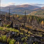 Ponad milion funtów na odbudowę przyrody w Szkocji – 150 100 funtów na tereny zniszczone przez lipcowy pożar w Cairngorms
