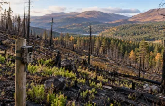 Ponad milion funtów na odbudowę przyrody w Szkocji – 150 100 funtów na tereny zniszczone przez lipcowy pożar w Cairngorms